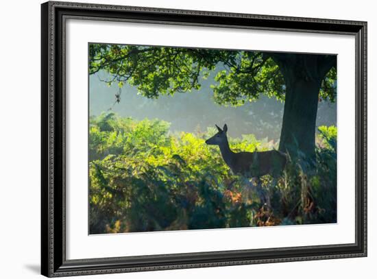 A Red Deer Doe on an Early Autumn Morning in Richmond Park-Alex Saberi-Framed Photographic Print