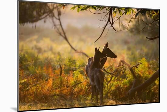 A Red Deer Mother and Young in the Autumn Leaves at Sunrise in Richmond Park-Alex Saberi-Mounted Photographic Print