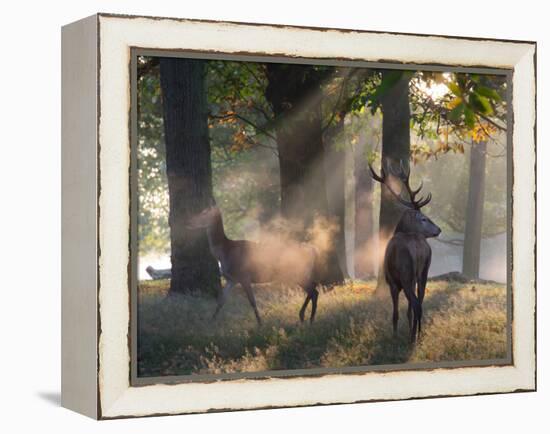 A Red Deer Stag and a Doe Wait in the Early Morning Mists in Richmond Park in Autumn-Alex Saberi-Framed Premier Image Canvas