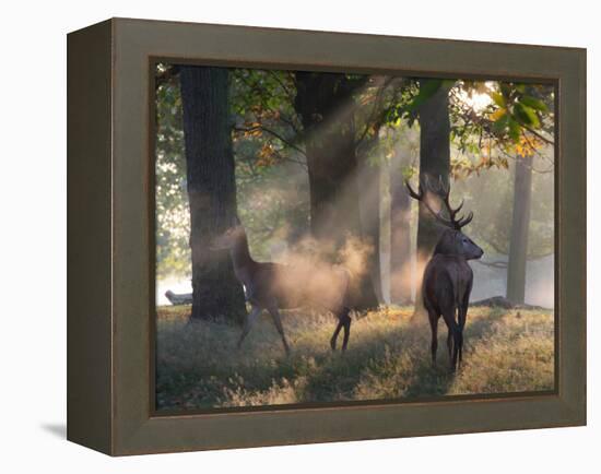 A Red Deer Stag and a Doe Wait in the Early Morning Mists in Richmond Park in Autumn-Alex Saberi-Framed Premier Image Canvas