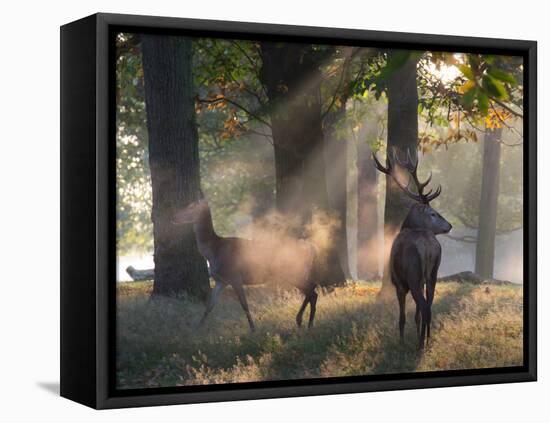 A Red Deer Stag and a Doe Wait in the Early Morning Mists in Richmond Park in Autumn-Alex Saberi-Framed Premier Image Canvas