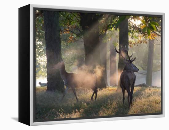 A Red Deer Stag and a Doe Wait in the Early Morning Mists in Richmond Park in Autumn-Alex Saberi-Framed Premier Image Canvas