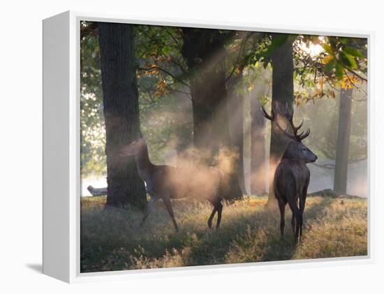 A Red Deer Stag and a Doe Wait in the Early Morning Mists in Richmond Park in Autumn-Alex Saberi-Framed Premier Image Canvas