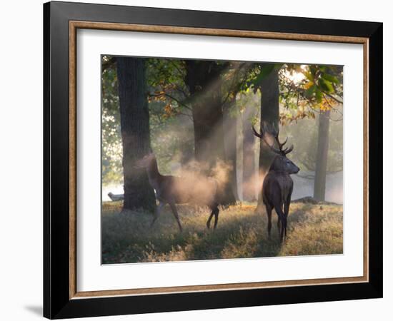 A Red Deer Stag and a Doe Wait in the Early Morning Mists in Richmond Park in Autumn-Alex Saberi-Framed Photographic Print