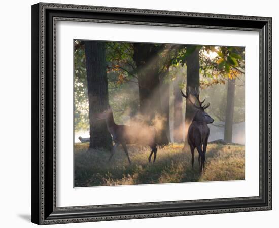 A Red Deer Stag and a Doe Wait in the Early Morning Mists in Richmond Park in Autumn-Alex Saberi-Framed Photographic Print