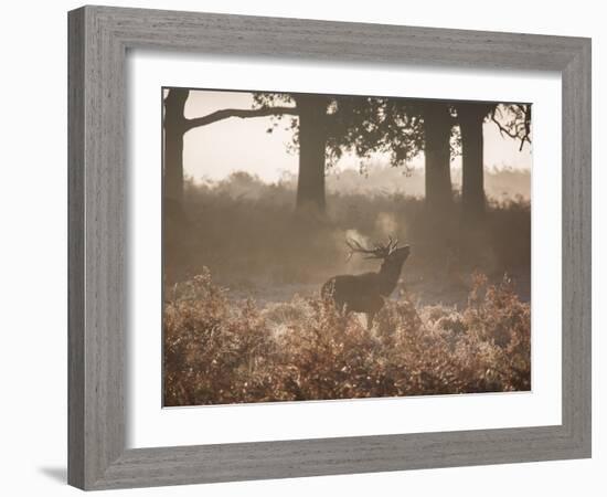 A Red Deer Stag Bellows Out During the Rut in Richmond Park-Alex Saberi-Framed Photographic Print