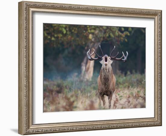 A Red Deer Stag, Cervus Elaphus, Bellows During Rutting Season in London's Richmond Park-Alex Saberi-Framed Photographic Print