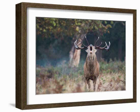 A Red Deer Stag, Cervus Elaphus, Bellows During Rutting Season in London's Richmond Park-Alex Saberi-Framed Photographic Print