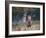 A Red Deer Stag, Cervus Elaphus, Bellows During Rutting Season in London's Richmond Park-Alex Saberi-Framed Photographic Print