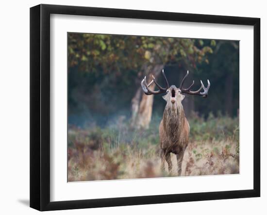 A Red Deer Stag, Cervus Elaphus, Bellows During Rutting Season in London's Richmond Park-Alex Saberi-Framed Photographic Print