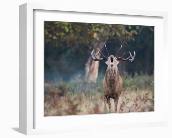 A Red Deer Stag, Cervus Elaphus, Bellows During Rutting Season in London's Richmond Park-Alex Saberi-Framed Photographic Print