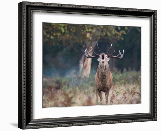 A Red Deer Stag, Cervus Elaphus, Bellows During Rutting Season in London's Richmond Park-Alex Saberi-Framed Photographic Print