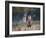 A Red Deer Stag, Cervus Elaphus, Bellows During Rutting Season in London's Richmond Park-Alex Saberi-Framed Photographic Print