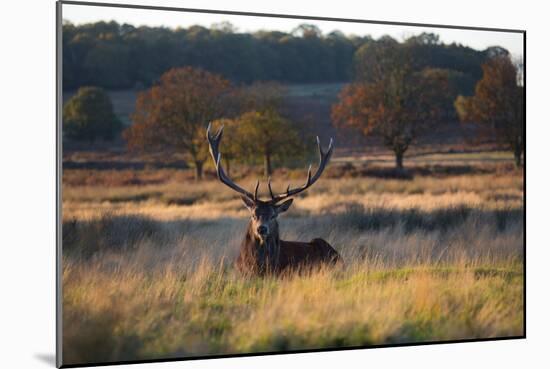 A Red Deer Stag, Cervus Elaphus, Resting During the Autumn Rut in Richmond Park-Alex Saberi-Mounted Photographic Print