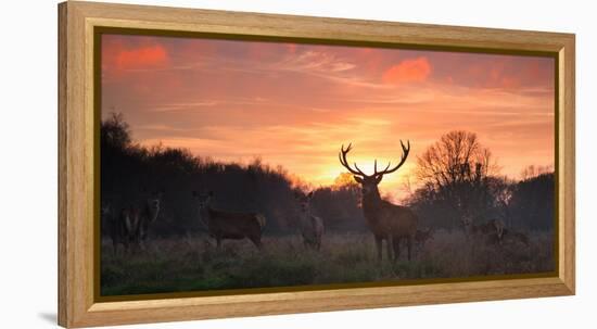 A Red Deer Stag, Cervus Elaphus, Standing in London's Richmond Park-Alex Saberi-Framed Premier Image Canvas