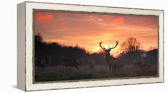 A Red Deer Stag, Cervus Elaphus, Standing in London's Richmond Park-Alex Saberi-Framed Premier Image Canvas