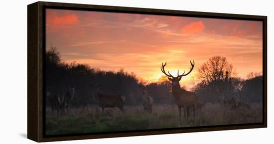 A Red Deer Stag, Cervus Elaphus, Standing in London's Richmond Park-Alex Saberi-Framed Premier Image Canvas