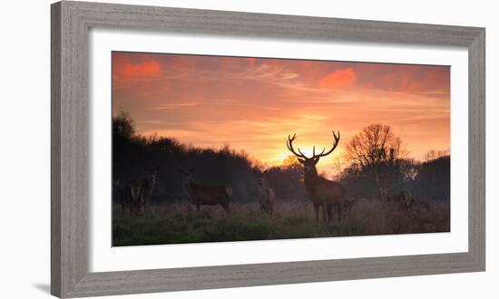 A Red Deer Stag, Cervus Elaphus, Standing in London's Richmond Park-Alex Saberi-Framed Photographic Print