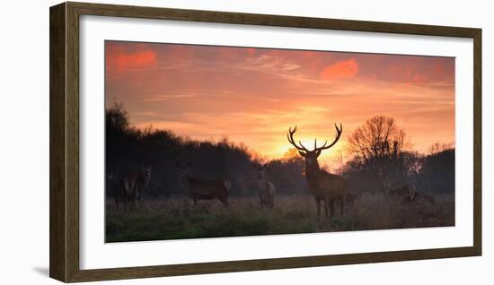 A Red Deer Stag, Cervus Elaphus, Standing in London's Richmond Park-Alex Saberi-Framed Photographic Print