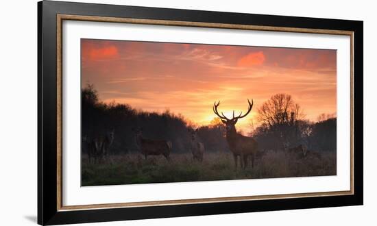 A Red Deer Stag, Cervus Elaphus, Standing in London's Richmond Park-Alex Saberi-Framed Photographic Print