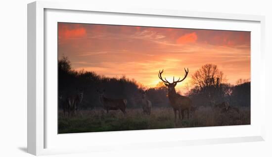 A Red Deer Stag, Cervus Elaphus, Standing in London's Richmond Park-Alex Saberi-Framed Photographic Print