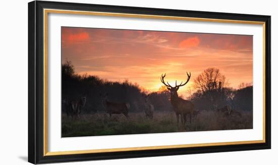 A Red Deer Stag, Cervus Elaphus, Standing in London's Richmond Park-Alex Saberi-Framed Photographic Print