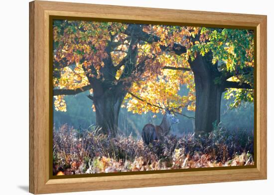 A Red Deer Stag, Cervus Elaphus, Stands under a Colorful Oak in Richmond Park-Alex Saberi-Framed Premier Image Canvas