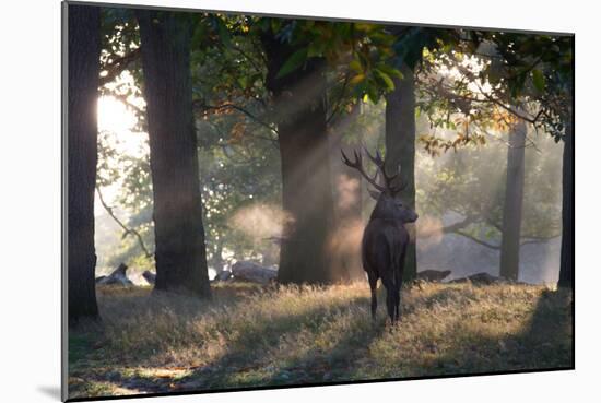 A Red Deer Stag, Cervus Elaphus, Waits in the Early Morning Mists in Richmond Park in Autumn-Alex Saberi-Mounted Photographic Print