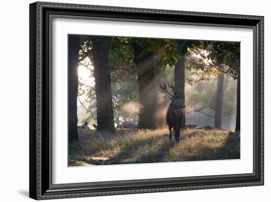 A Red Deer Stag, Cervus Elaphus, Waits in the Early Morning Mists in Richmond Park in Autumn-Alex Saberi-Framed Photographic Print