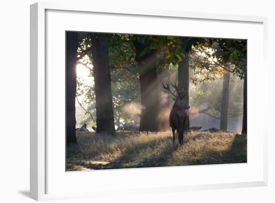 A Red Deer Stag, Cervus Elaphus, Waits in the Early Morning Mists in Richmond Park in Autumn-Alex Saberi-Framed Photographic Print