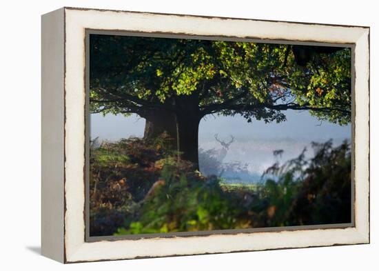 A Red Deer Stag, Cervus Elaphus, Waits under a Tree on a Misty Autumn Morning in Richmond Park-Alex Saberi-Framed Premier Image Canvas