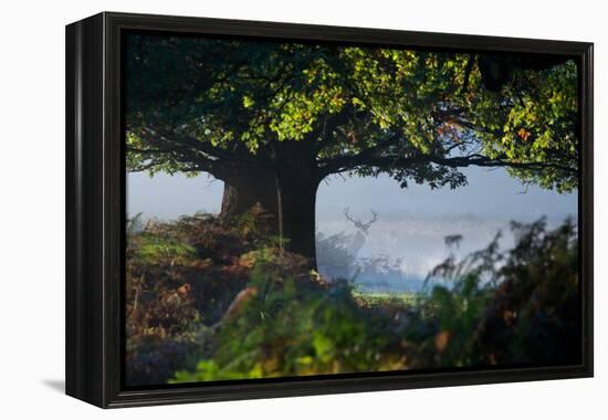 A Red Deer Stag, Cervus Elaphus, Waits under a Tree on a Misty Autumn Morning in Richmond Park-Alex Saberi-Framed Premier Image Canvas