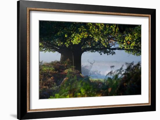 A Red Deer Stag, Cervus Elaphus, Waits under a Tree on a Misty Autumn Morning in Richmond Park-Alex Saberi-Framed Photographic Print