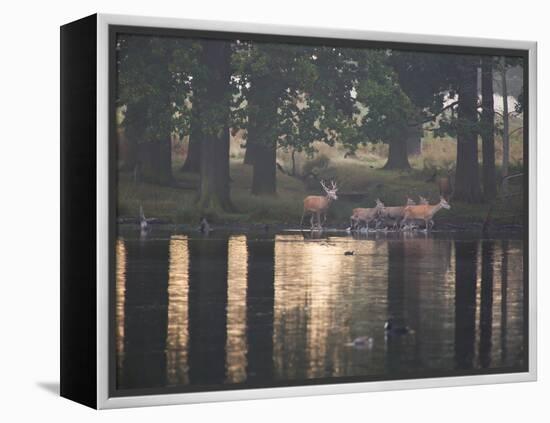 A Red Deer Stag Herds His Female Deer Along a Pond in Richmond Park-Alex Saberi-Framed Premier Image Canvas