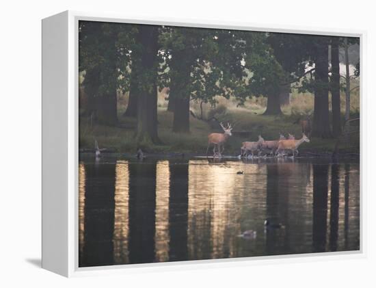 A Red Deer Stag Herds His Female Deer Along a Pond in Richmond Park-Alex Saberi-Framed Premier Image Canvas