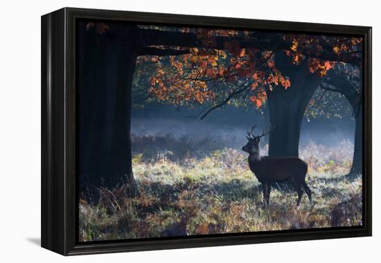 A Red Deer Stag in a Forest with Colorful Fall Foliage-Alex Saberi-Framed Premier Image Canvas