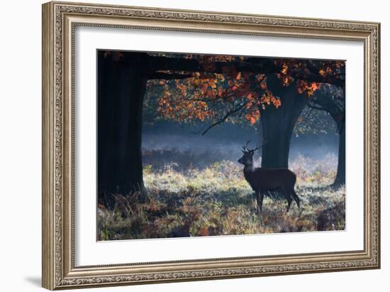 A Red Deer Stag in a Forest with Colorful Fall Foliage-Alex Saberi-Framed Photographic Print