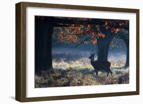 A Red Deer Stag in a Forest with Colorful Fall Foliage-Alex Saberi-Framed Photographic Print