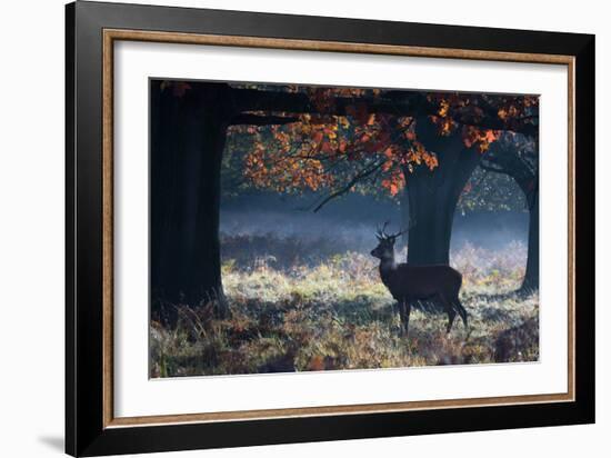 A Red Deer Stag in a Forest with Colorful Fall Foliage-Alex Saberi-Framed Photographic Print