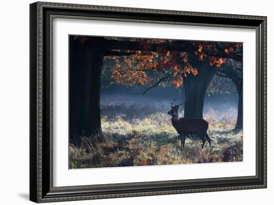A Red Deer Stag in a Forest with Colorful Fall Foliage-Alex Saberi-Framed Photographic Print