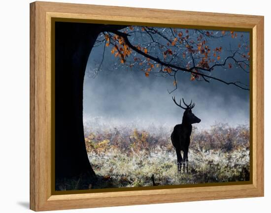 A Red Deer Stag in a Forest with Colorful Fall Foliage-Alex Saberi-Framed Premier Image Canvas