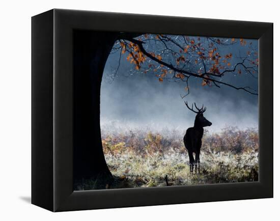 A Red Deer Stag in a Forest with Colorful Fall Foliage-Alex Saberi-Framed Premier Image Canvas