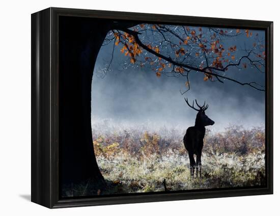 A Red Deer Stag in a Forest with Colorful Fall Foliage-Alex Saberi-Framed Premier Image Canvas