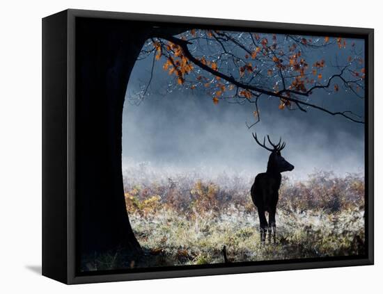 A Red Deer Stag in a Forest with Colorful Fall Foliage-Alex Saberi-Framed Premier Image Canvas