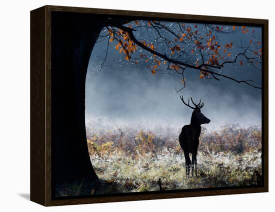 A Red Deer Stag in a Forest with Colorful Fall Foliage-Alex Saberi-Framed Premier Image Canvas