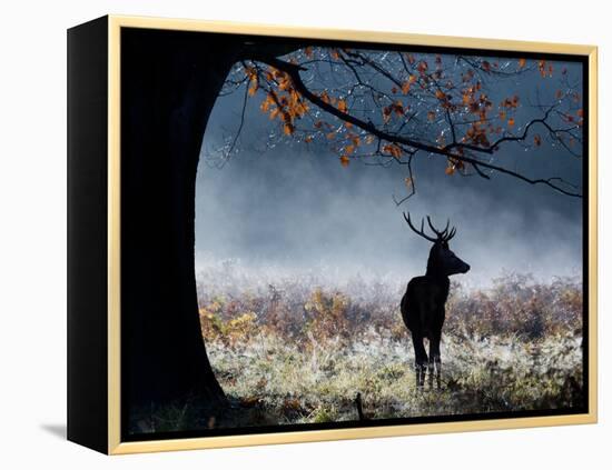 A Red Deer Stag in a Forest with Colorful Fall Foliage-Alex Saberi-Framed Premier Image Canvas