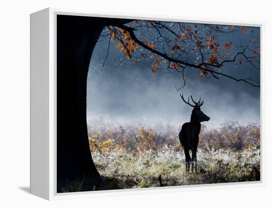 A Red Deer Stag in a Forest with Colorful Fall Foliage-Alex Saberi-Framed Premier Image Canvas