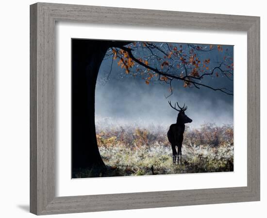 A Red Deer Stag in a Forest with Colorful Fall Foliage-Alex Saberi-Framed Photographic Print