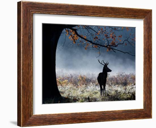 A Red Deer Stag in a Forest with Colorful Fall Foliage-Alex Saberi-Framed Photographic Print