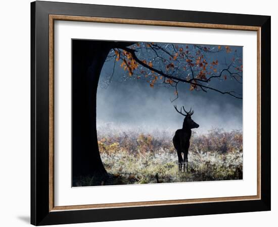 A Red Deer Stag in a Forest with Colorful Fall Foliage-Alex Saberi-Framed Photographic Print